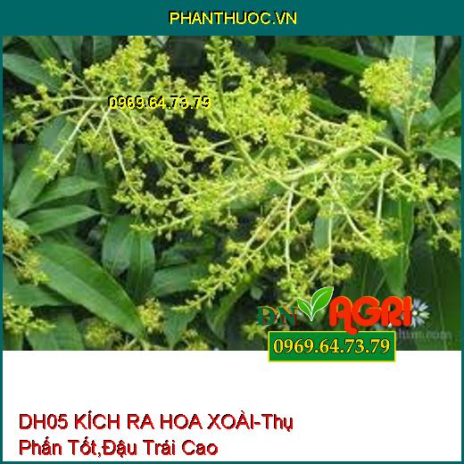 DH05 KÍCH RA HOA XOÀI-Thụ Phấn Tốt, Đậu Trái Cao, Hạn Chế Cách Niên, An Toàn