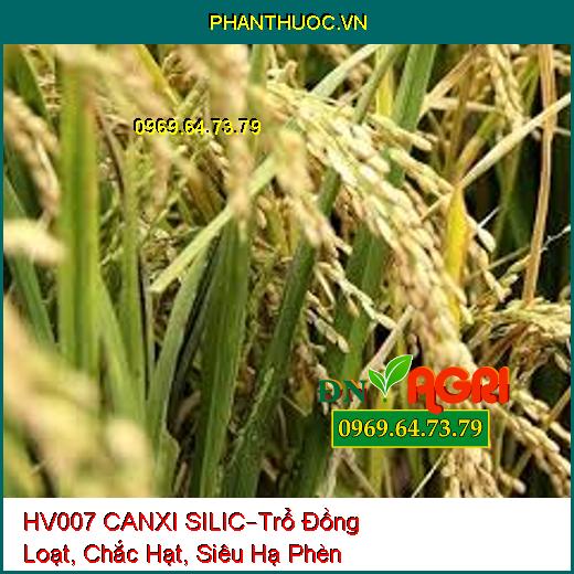 HV007 CANXI SILIC –Chống Nghẹn Đồng, Trổ Đồng Loạt, Chắc Hạt, Siêu Hạ Phèn