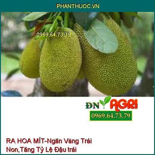 RA HOA MÍT-Ngăn Vàng Trái Non, Phân Hóa Mầm, Tăng Tỷ Lệ Đậu trái, Sức Đề Kháng