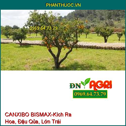 CANXIBO BISMAX-Kích Ra Hoa, Đậu Qủa, Lớn Trái, Dai Cuống, Thẳng Trái, Nứt Trái