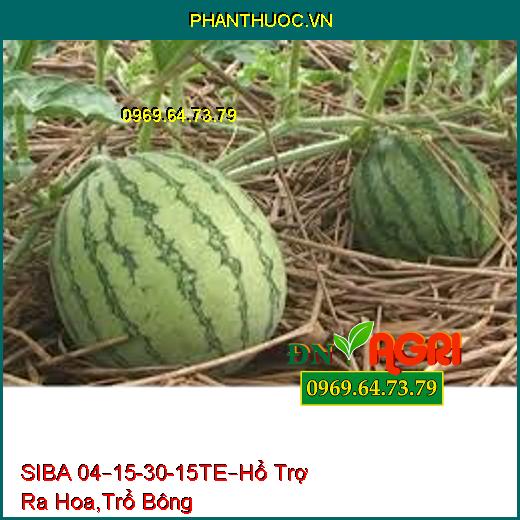 SIBA 04–15-30-15TE– Hổ Trợ Ra Hoa, Trổ Bông Hàng Loạt, Dai Cuống, Trái To, Bóng