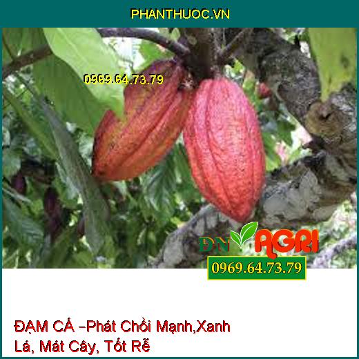 ĐẠM CÁ –Phát Chồi Mạnh, Nảy Chồi Nhanh, Xanh Lá, Mát Cây, Tốt Rễ