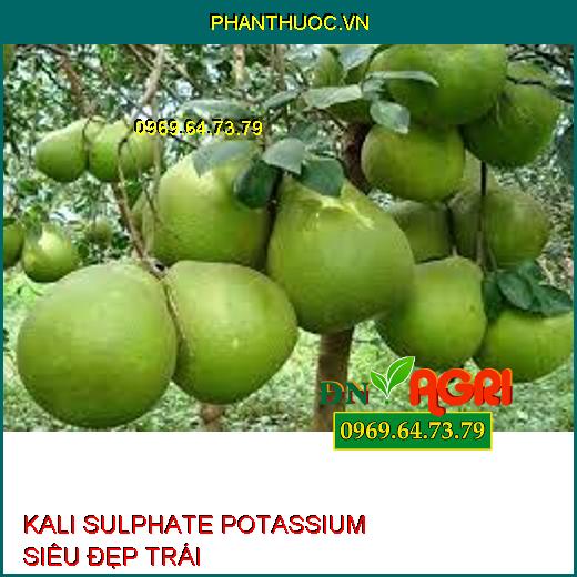 KALI SULPHATE POTASSIUM SIÊU ĐẸP TRÁI-Chặn Ngọn, Chắc Hạt, Tăng Chất Lượng