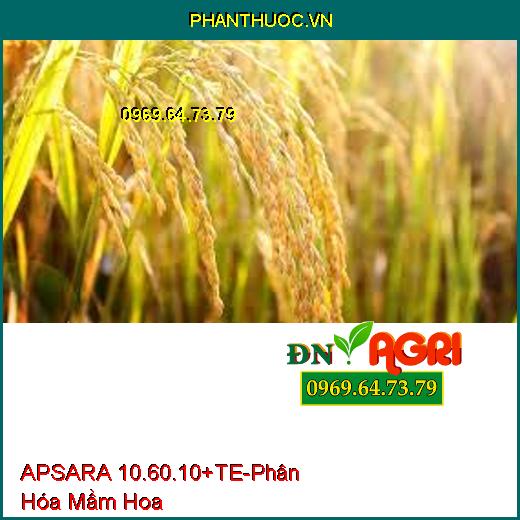 APSARA 10.60.10+TE-Phân Hóa Mầm Hoa Mạnh, Siêu Hoa Ra Đồng Loạt, Cây Cứng Cáp