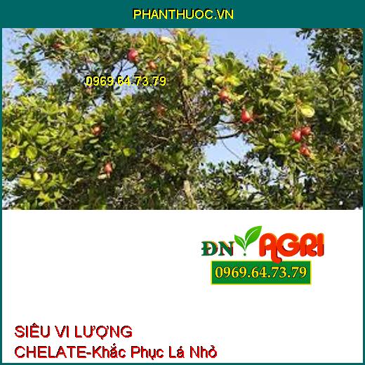 SIÊU VI LƯỢNG CHELATE-Cứng Cây, Khắc Phục Lá Nhỏ, Xoắn Lá, Tăng Phẩm Chất Trái