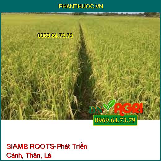 SIAMB ROOTS-Hạn Chế Nghẽn Đồng, Phát Triển Cành, Thân, Lá, Hạ Phèn