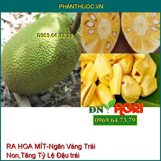 RA HOA MÍT-Ngăn Vàng Trái Non, Phân Hóa Mầm, Tăng Tỷ Lệ Đậu trái, Sức Đề Kháng