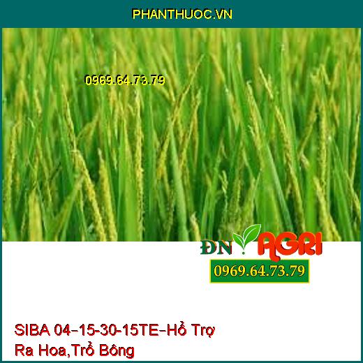 SIBA 04–15-30-15TE– Hổ Trợ Ra Hoa, Trổ Bông Hàng Loạt, Dai Cuống, Trái To, Bóng