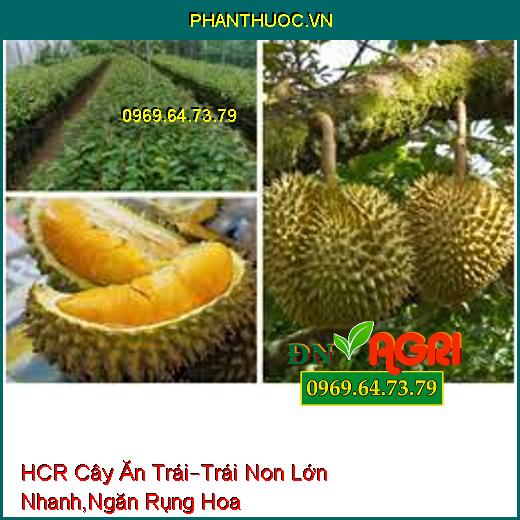 HCR Cây Ăn Trái –Trái Non Lớn Nhanh, Ngăn Cản Rụng Hoa, Tăng Tỷ Lệ Đậu Trái