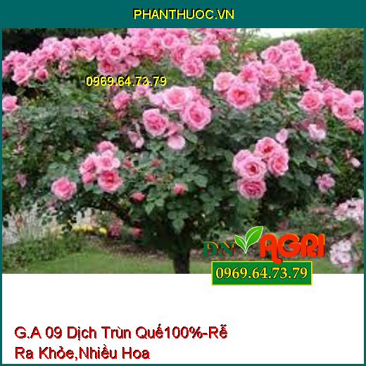 G.A 09 Dịch Trùn Quế 100%-Cây Trồng Trưởng Thành Mạnh, Rễ Ra Khỏe, Ra Nhiều Hoa