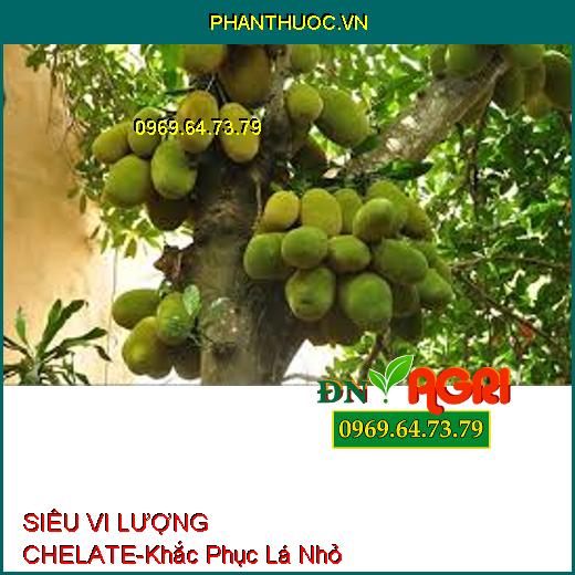 SIÊU VI LƯỢNG CHELATE-Cứng Cây, Khắc Phục Lá Nhỏ, Xoắn Lá, Tăng Phẩm Chất Trái