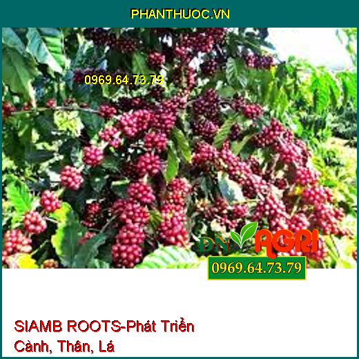 SIAMB ROOTS-Hạn Chế Nghẽn Đồng, Phát Triển Cành, Thân, Lá, Hạ Phèn