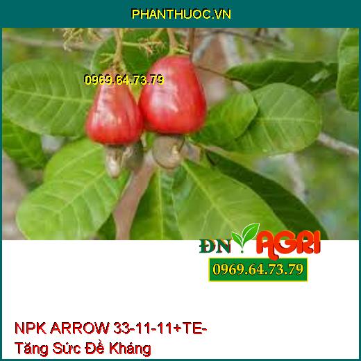 NPK ARROW 33-11-11+TE- Tăng Sức Đề Kháng, Phục Hồi Nhanh, Tăng Vị Ngọt