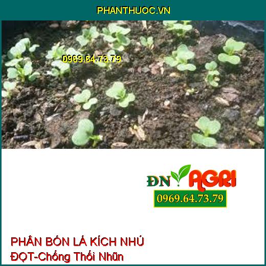 PHÂN BÓN LÁ RAU ĂN LÁ KÍCH NHÚ ĐỌT –Phát Rễ Nhanh, Tạo La To, Chống Thối Nhũn