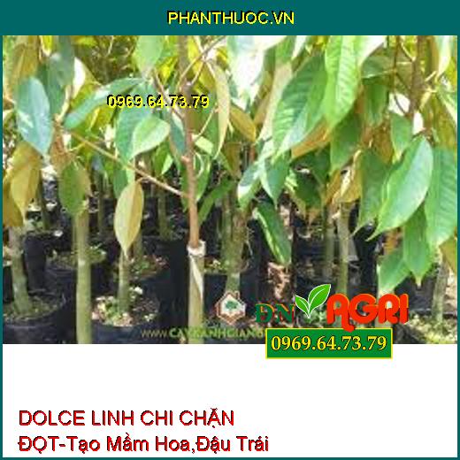 DOLCE LINH CHI CHẶN ĐỌT-Tạo Mầm Hoa, Chum Hoa To, Nhiều, Đậu Trái, Màu Đẹp