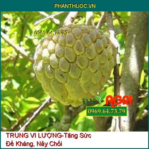 TRUNG VI LƯỢNG-Tăng Sức Đề Kháng, Nảy Chồi, Thối Rễ Mùa Mưa, Chuyển Hóa Đạm Lân