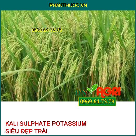 KALI SULPHATE POTASSIUM SIÊU ĐẸP TRÁI-Chặn Ngọn, Chắc Hạt, Tăng Chất Lượng