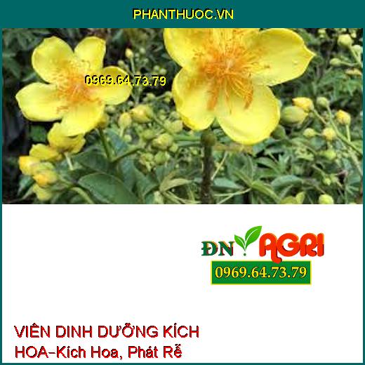 VIÊN DINH DƯỠNG KÍCH HOA –Kích Hoa, Phát Rễ, Nuôi Cây Cho Hoa Kiểng, Bonsai