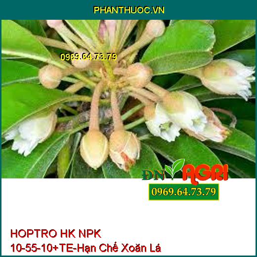 HOPTRO HK NPK 10-55-10+TE-Hạn Chế Xoăn Lá Non, Chống Đén Cây