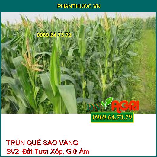 PHÂN HỮU CƠ TRÙN QUẾ SAO VÀNG SV2 –Dùng Cho Hoa Kiểng, Đất Tươi Xốp, Giữ Ẩm