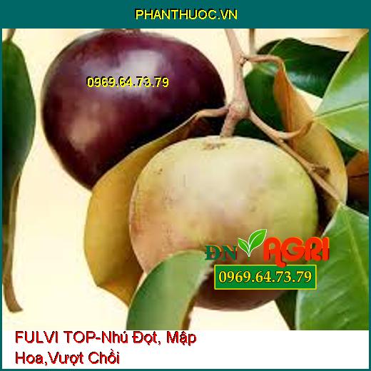 FULVI TOP-Nhú Đọt, Mập Hoa, Vượt Chồi, Phục Hồi Sau Khi Thu Hoạch