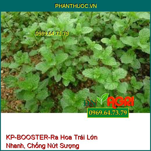 KP-BOOSTER-Tăng Cây Thụ Phấn, Ra Hoa Trái Lớn Nhanh, Chống Nứt Sượng Lép