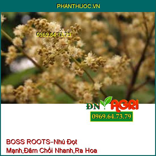 BOSS ROOTS –Nhú Đọt Mạnh, Đâm Chồi Nhanh, Giải Độc Phèn , Tăng Ra Hoa, Đậu Trái