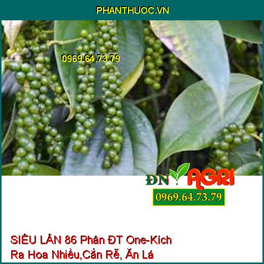 SIÊU LÂN 86 Phân ĐT One-Kích Ra Hoa Nhiều, Diệt Sâu Đục Thân, Cắn Rễ, Ăn Lá