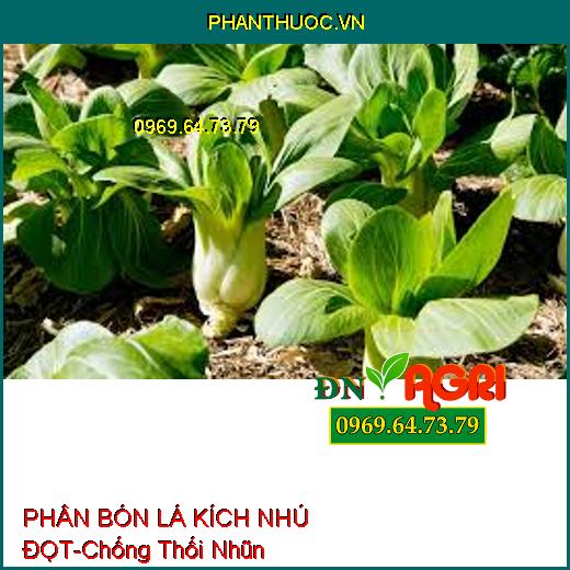 PHÂN BÓN LÁ RAU ĂN LÁ KÍCH NHÚ ĐỌT –Phát Rễ Nhanh, Tạo La To, Chống Thối Nhũn