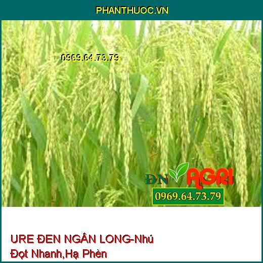 URE ĐEN NGÂN LONG-Phát Triển Thân, Lá, Nhú Đọt Nhanh, Hạ Phèn, Cải Tạo Đất