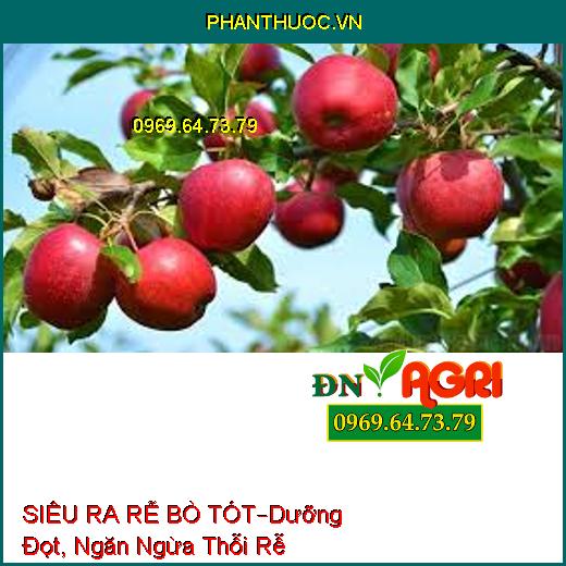 SIÊU RA RỄ BÒ TÓT –Lớn Trái Nhanh, Dưỡng Đọt, Ngăn Ngừa Thỗi Rễ, Nấm Bệnh