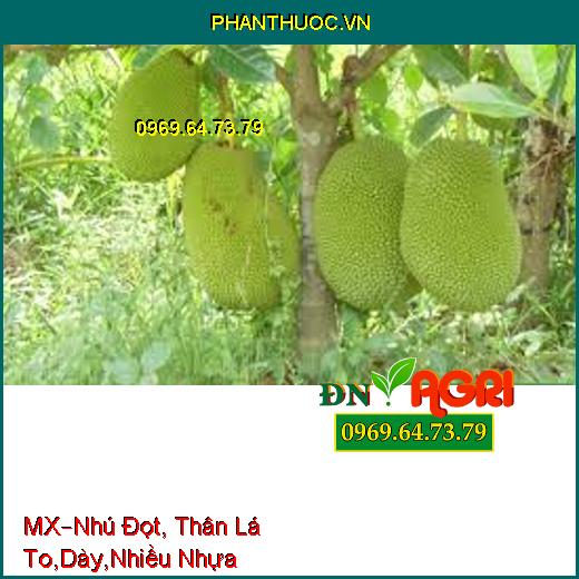 MX–Thúc Cây Nhú Đọt, Thân Lá, To, Dày, Tạo Nhiều Nhựa Nguyên Chất Cho Cây Lấy Mủ