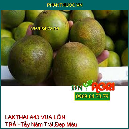 LAKTHAI A43 VUA LỚN TRÁI –Tẩy Nám Trái, Cung Cấp Trung Vi Lượng, Trái Đẹp Màu