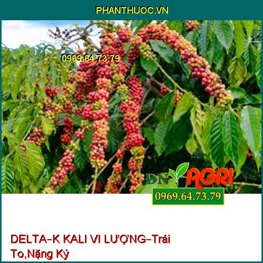 DELTA – K KALI VI LƯỢNG –Giúp Trái To, Nặng Ký, Ra Hoa Đồng Loạt, Chín Đều