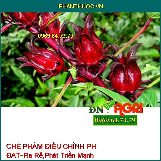 CHẾ PHẨM ĐIỀU CHỈNH PH ĐẤT –Ra Rễ Mạnh, Phát Triển Mạnh, Trị Tuyến Trùng