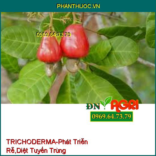 TRICHODERMA-Đối Kháng Mầm Bệnh, Phát Triễn Rễ, Cải Tạo Đất, Diệt Tuyến Trùng