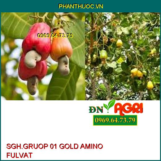 SGH.GRUOP 01 GOLD AMINO FULVAT-Kích Rễ Non Phát Triển, Ngăn Nghẹt Rễ, Tăng Độ PH