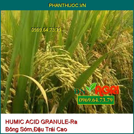 HUMIC ACID GRANULE-Ra Bông Sớm, Tỷ Lệ Đậu Trái Cao, Chống Rụng Trái, Nứt Trái