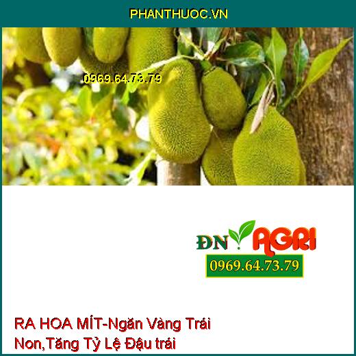 RA HOA MÍT-Ngăn Vàng Trái Non, Phân Hóa Mầm, Tăng Tỷ Lệ Đậu trái, Sức Đề Kháng