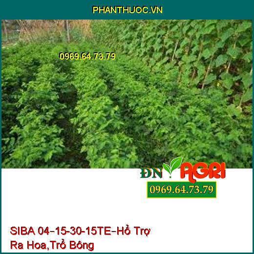 SIBA 04–15-30-15TE– Hổ Trợ Ra Hoa, Trổ Bông Hàng Loạt, Dai Cuống, Trái To, Bóng