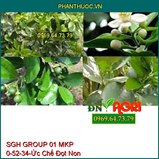 Sử dụng SGH GROUP 01 MKP 0-52-34-giúp cho cây