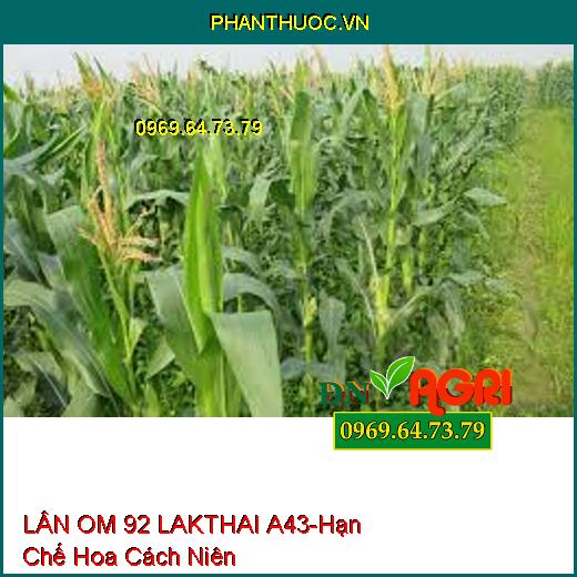 LÂN OM 92 LAKTHAI A43-Hạn Chế Hoa Cách Niên, Ra Hoa Đồng Loạt, Phát Bông Mập