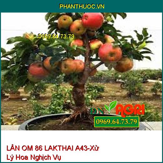 LÂN OM 86 LAKTHAI A43-Xử Lý Hoa Nghịch Vụ, Nghẽn Hoa, Phát Triễn Rễ, Hạ Phèn