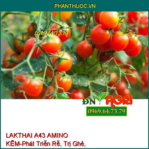 LAKTHAI A43 AMINO KẼM-Trái Lớn Tối Đa, Màu Đẹp, Phát Triễn Rễ, Trị Ghẻ, Nám Trái