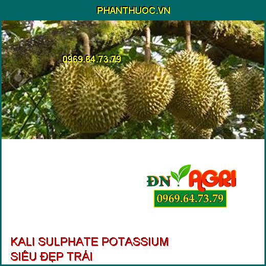 KALI SULPHATE POTASSIUM SIÊU ĐẸP TRÁI-Chặn Ngọn, Chắc Hạt, Tăng Chất Lượng