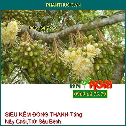 SIÊU KẼM ĐỒNG THANH-Tăng Nảy Chồi, Trừ Sâu Bệnh, Bổ Sung Kẽm