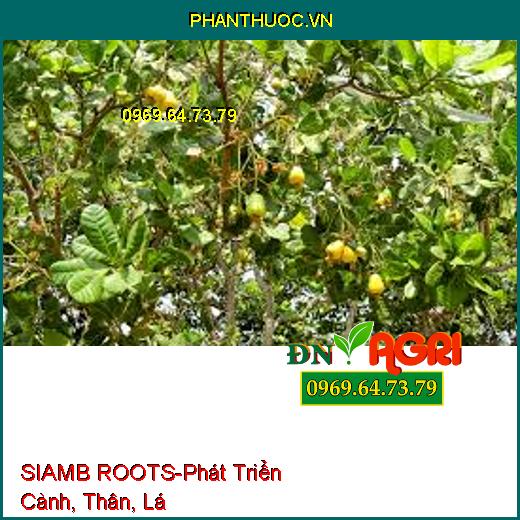 SIAMB ROOTS-Hạn Chế Nghẽn Đồng, Phát Triển Cành, Thân, Lá, Hạ Phèn