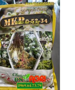 SGH GROUP 01 MKP 0-52-34- Chuyên Gia Phân Hóa Mầm Hoa, Nuôi Trái