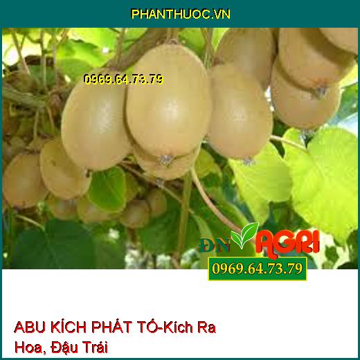 ABU KÍCH PHÁT TỐ-Kích Ra Hoa, Đậu Trái