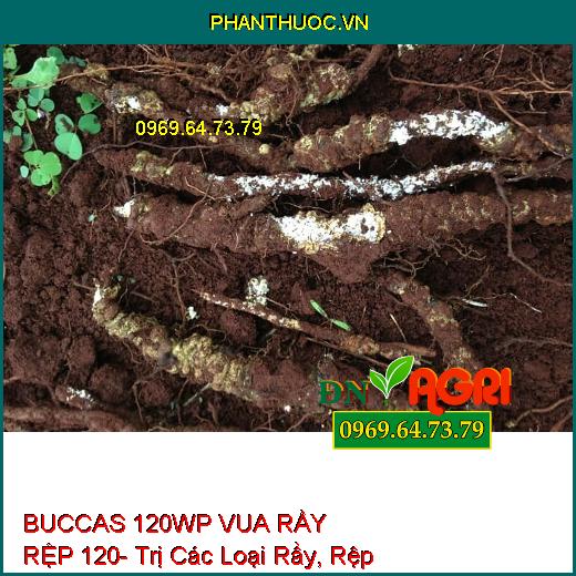 BUCCAS 120WP VUA RẦY RỆP 120- Trị Các Loại Rầy, Rệp